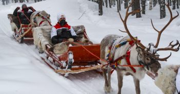 Le renne amiche della Lapponia in Svezia non si dimostrano così ..